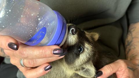 Waschbären und Eichhörnchen im hr3 Studio