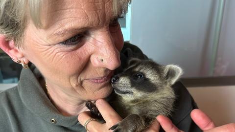 Waschbären und Eichhörnchen im hr3 Studio