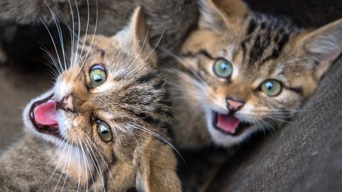 Wildkatzenjungen überwintern im Opelzoo